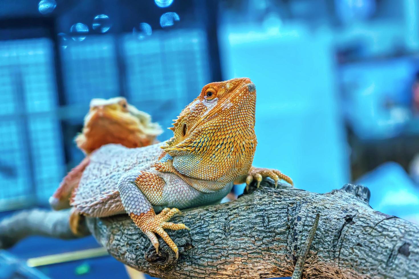 lagarto dragão barbudo foto