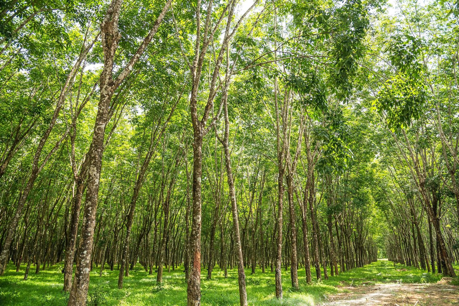 plantação de seringueiras. foto