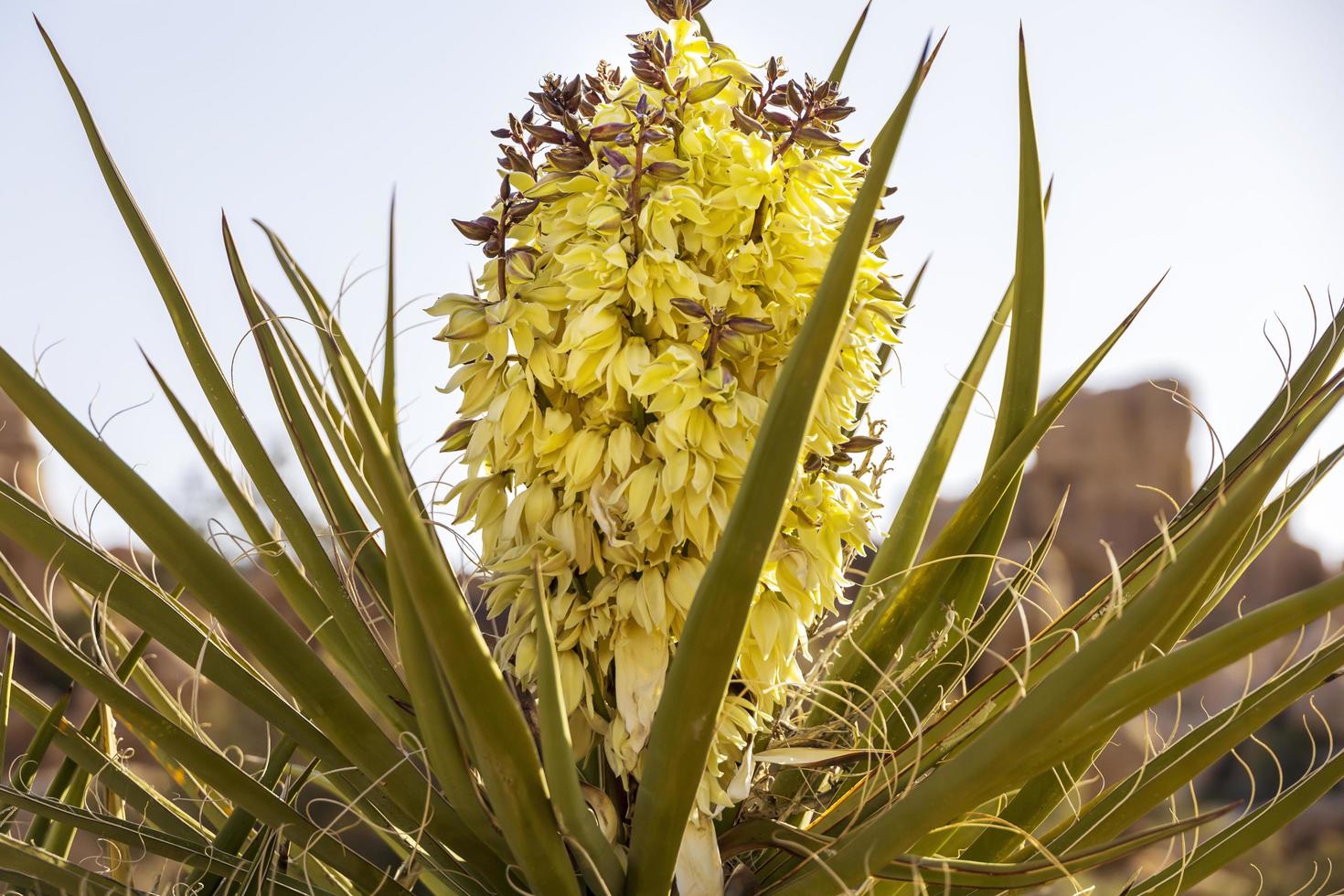 closeup de uma planta de palmeira verde no deserto foto