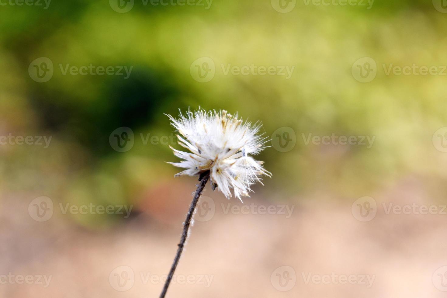 lindo estalo de flor única foto