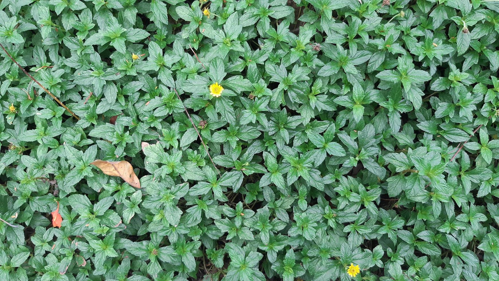 imagem natural de arbusto de planta de folha verde foto