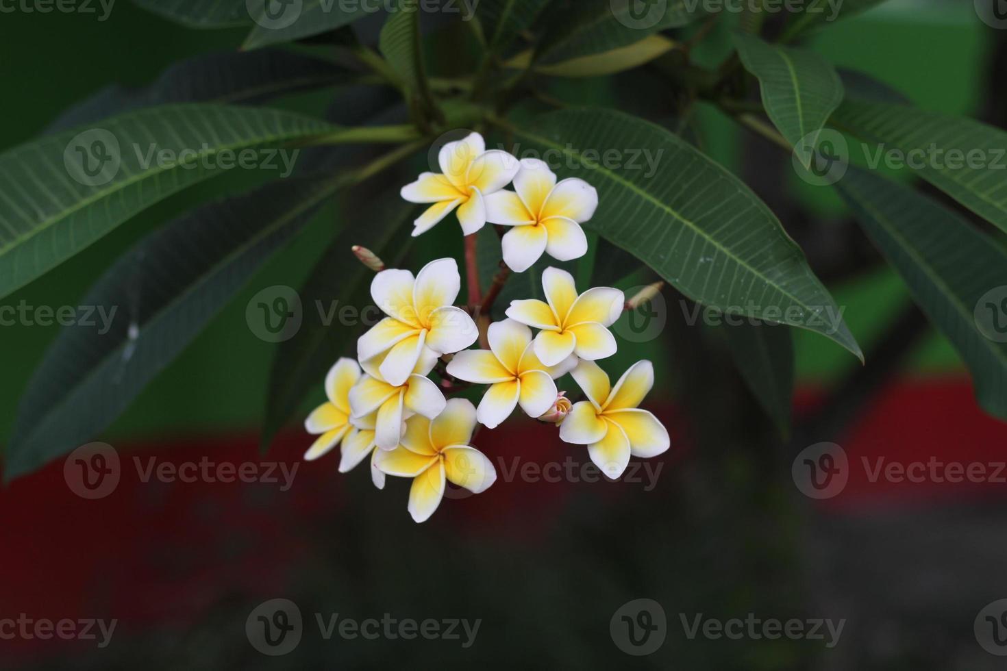 flores de plumeria brancas florescendo foto