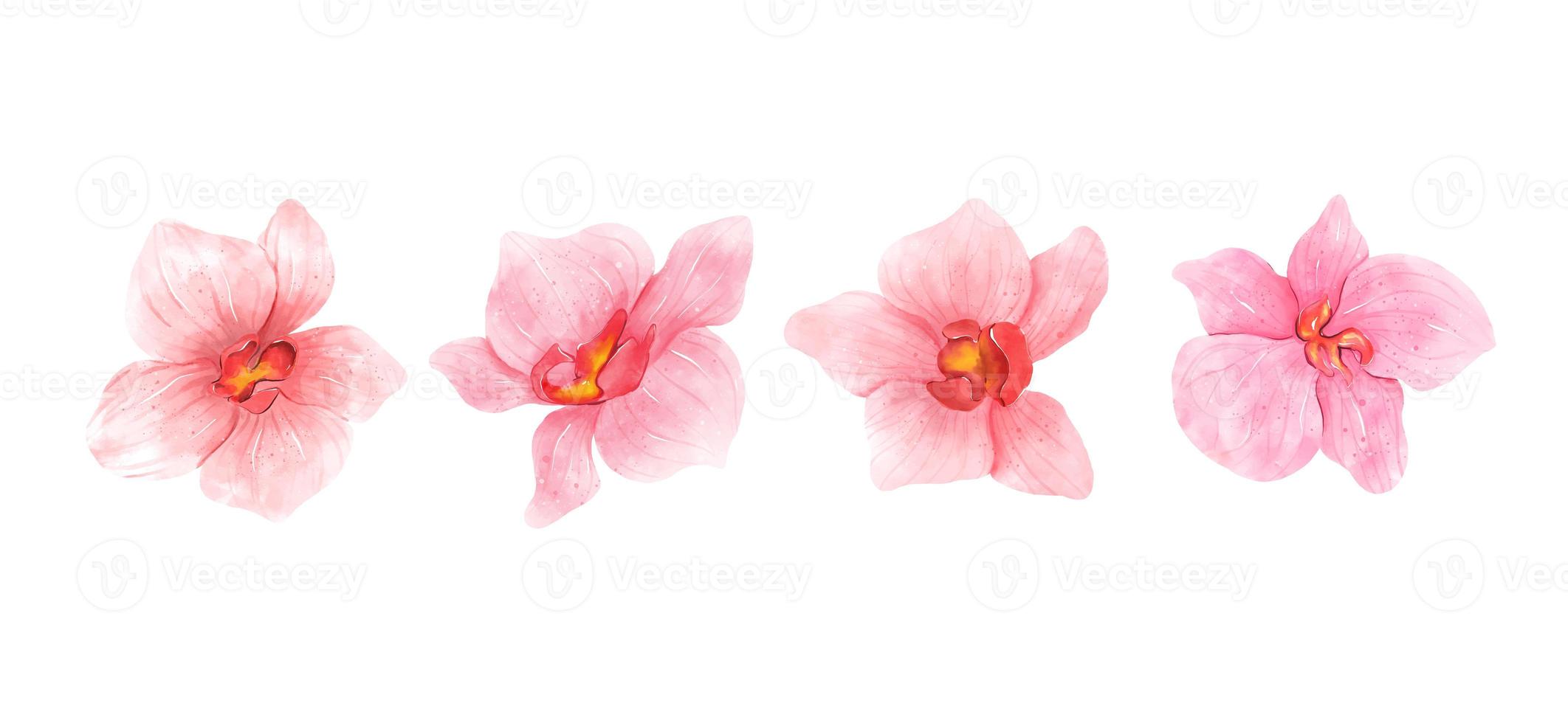 coleção de aquarela de flores de orquídea rosa. conjunto de flores românticas isoladas na ilustração de fundo branco foto