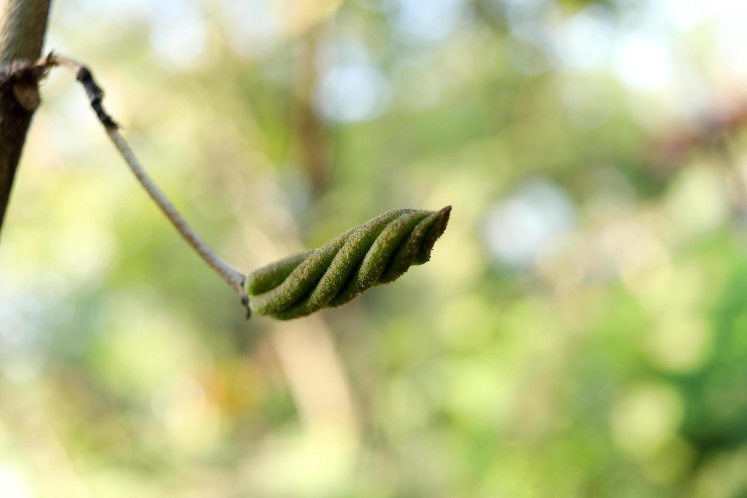sementes verdes jovens da árvore de parafuso do leste indiano estão no galho e desfocam o fundo, use curar diarréia na tailândia. foto