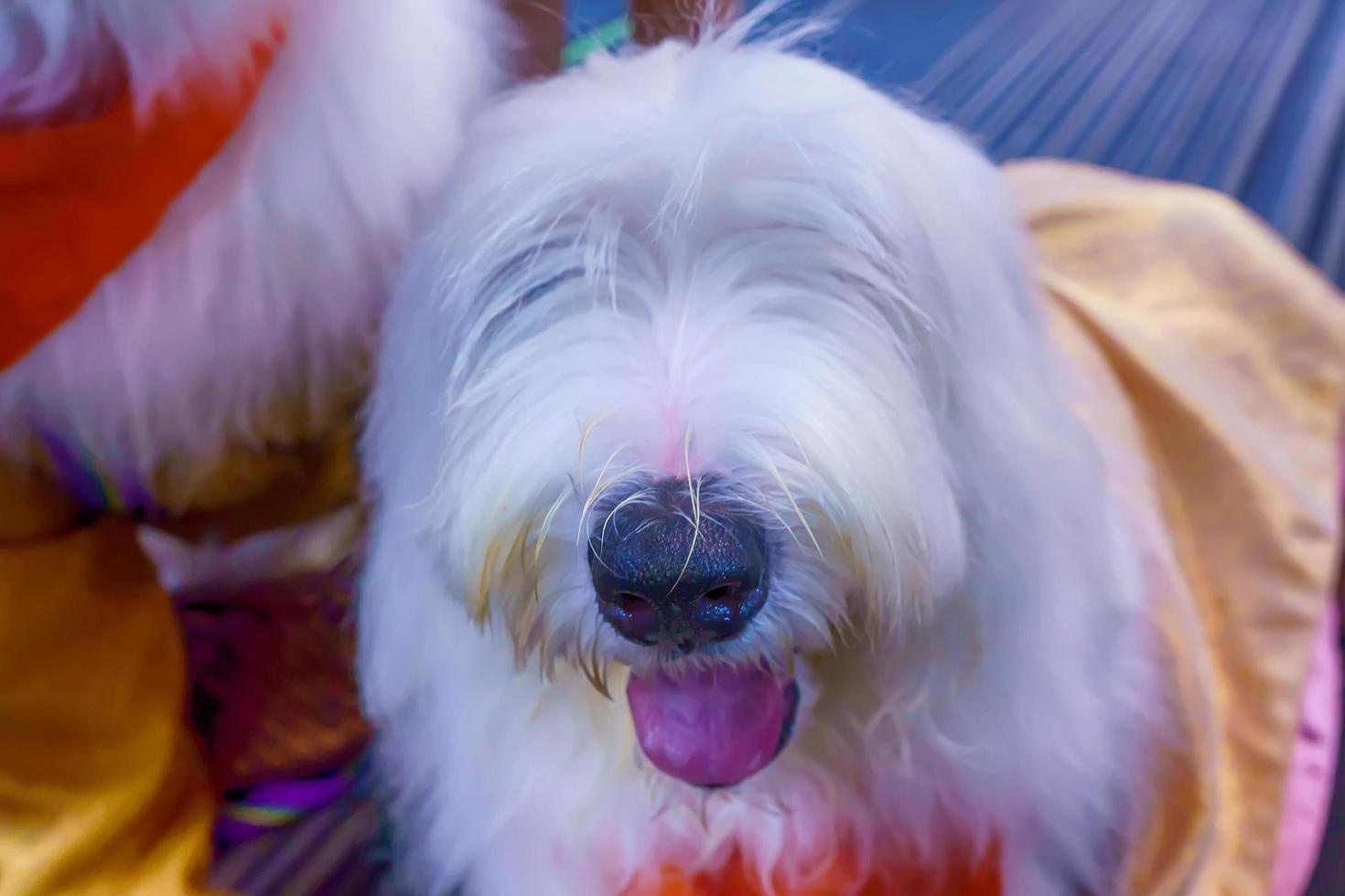 closeup o cachorro. é o melhor amigo do homem. foto