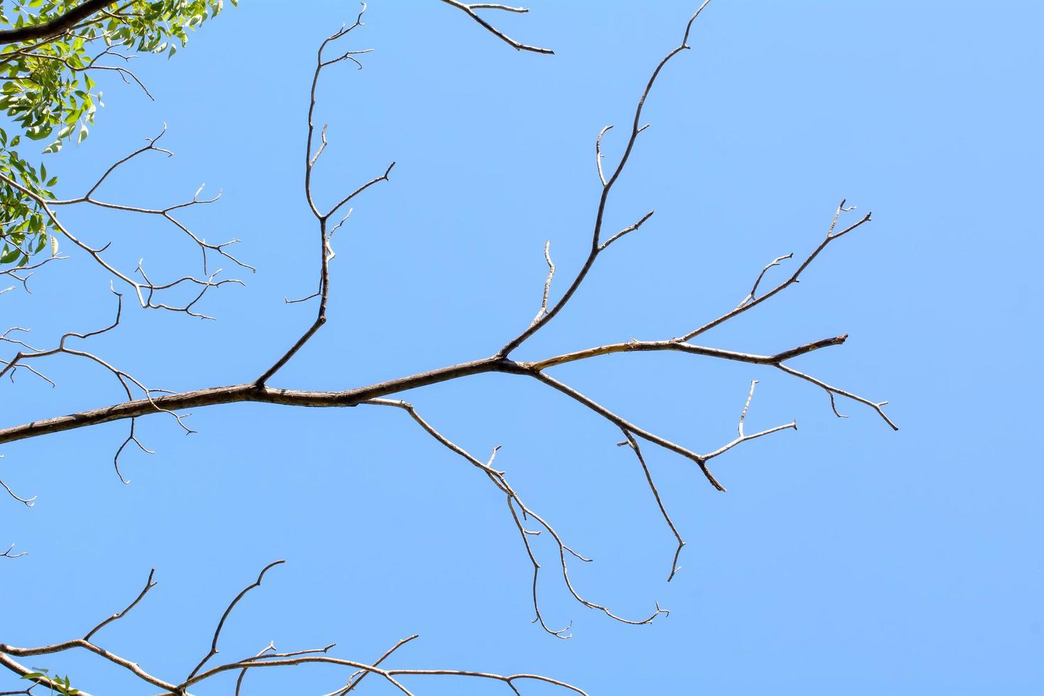 o galho de árvore no fundo do céu. foto