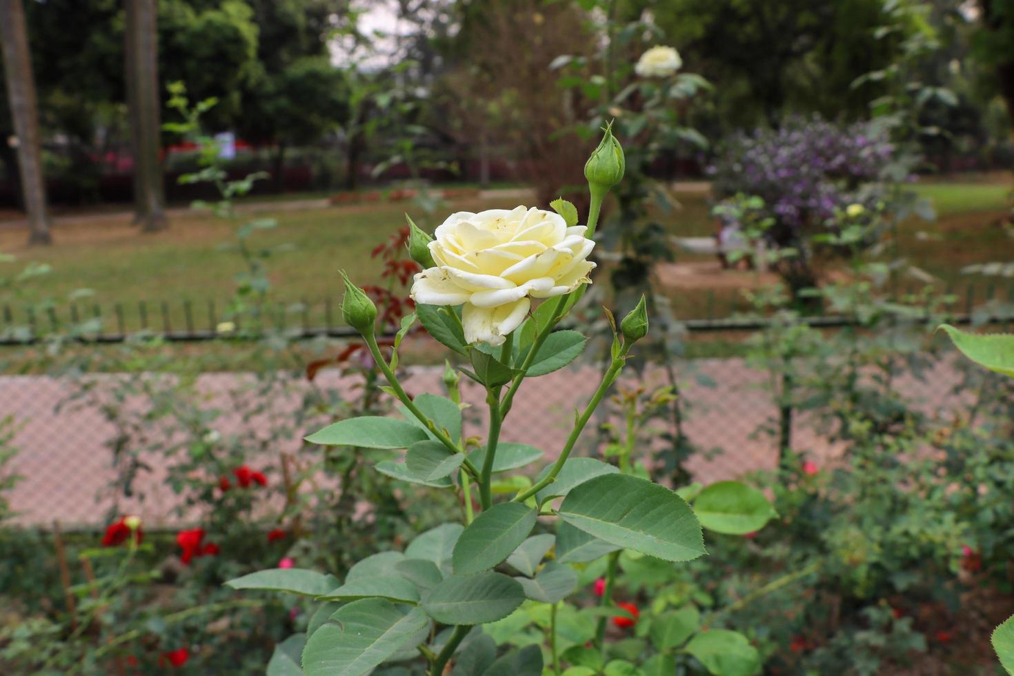 flor rosa branca em um jardim no fundo da natureza turva. rosa branca com grama verde em um jardim floral. linda flor rosa florescendo foto de close-up. hibisco branco natural em um jardim.