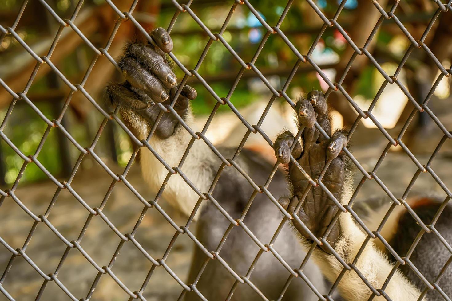 mão de douc langur de haste vermelha foto