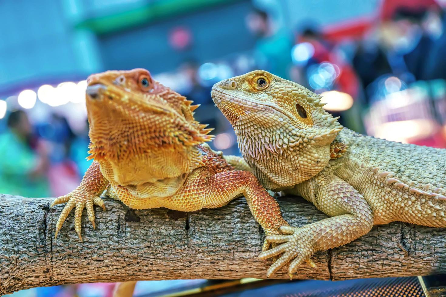 lagarto dragão barbudo foto