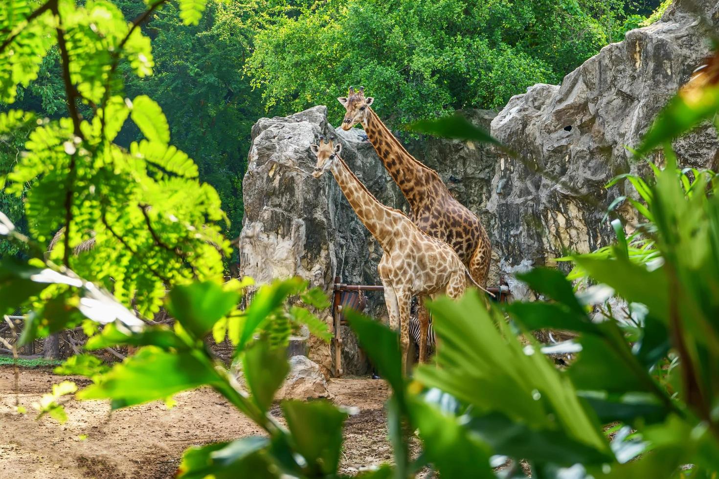 o casal de girafas em um modelo de floresta. foto