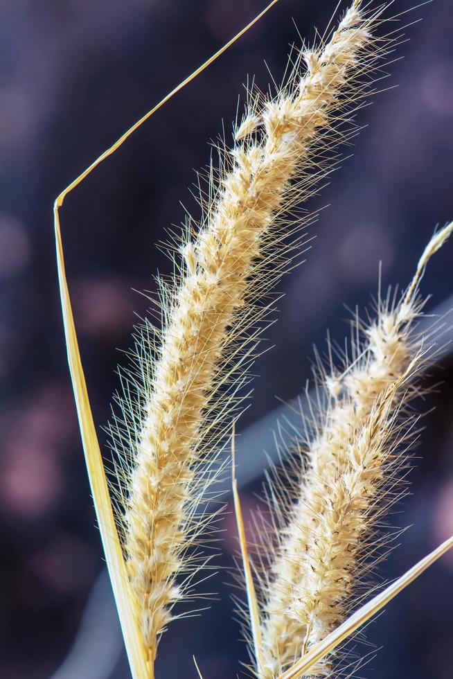 pennisetum pedicellatum é um tipo de grama. as espécies de gramíneas são importantes fontes de alimento para o gado. foto