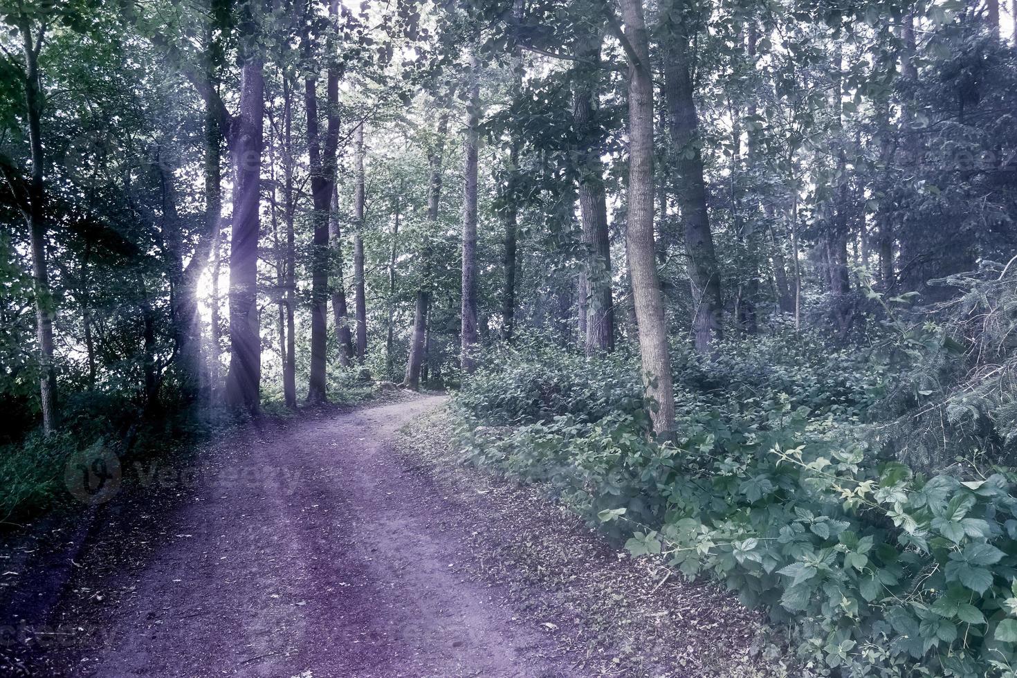 misteriosa visão de conto de fadas em uma floresta mágica azul escura com fortes feixes de luz foto