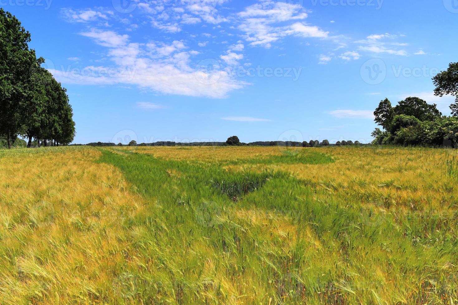 vista de verão na colheita agrícola e campos de trigo prontos para colheita foto