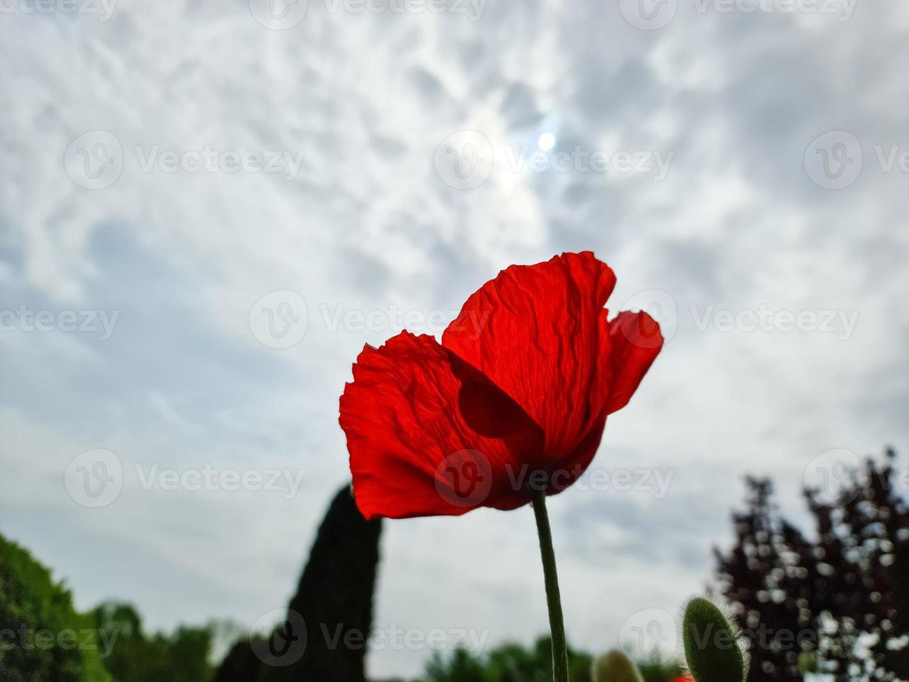 única flor de papoula vermelha contra um céu nublado. foto