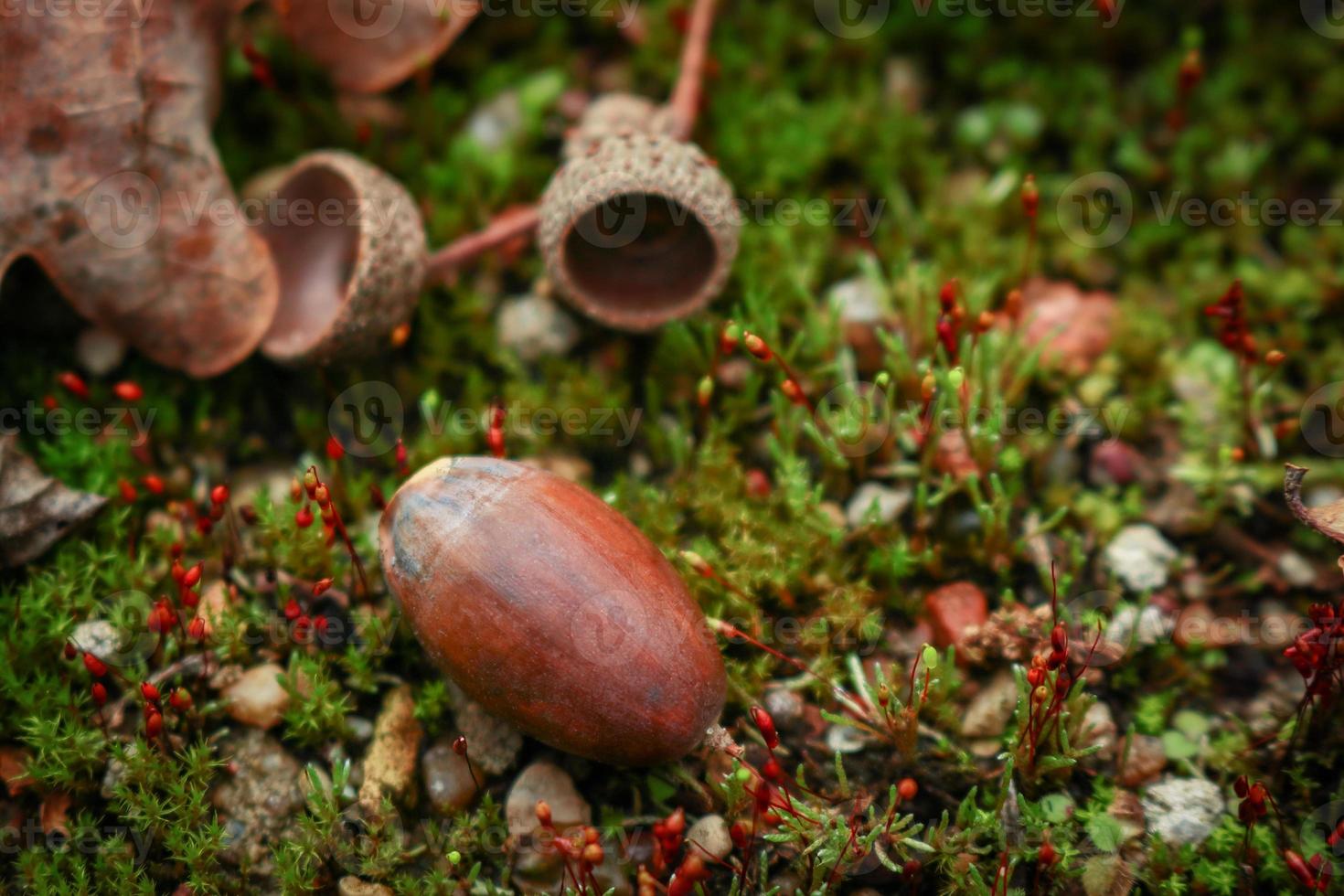 uma grande bolota com um chapéu marrom separado deitado em musgo verde florescente em tons quentes de outono foto