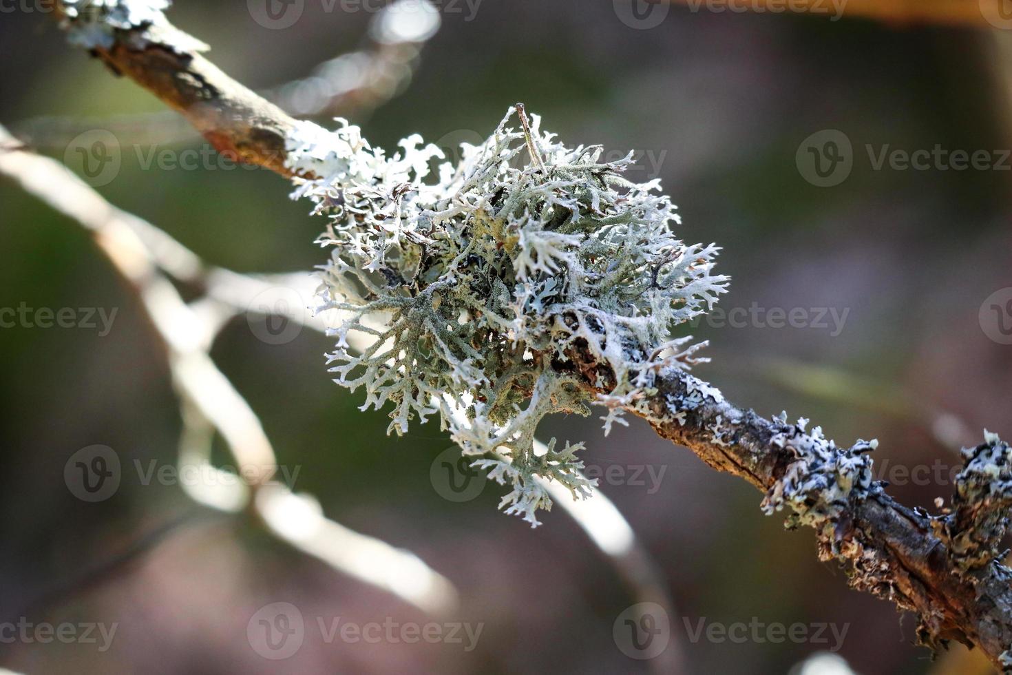 pedaço de musgo seco de linchen redondo branco azul crescendo ao longo de um galho de árvore fina com floresta turva no backgorund foto