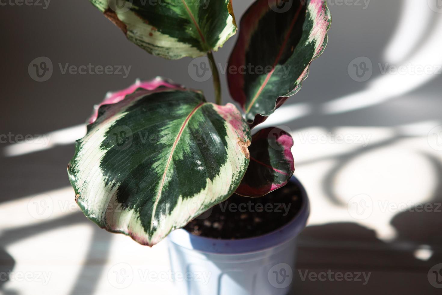 calathea roseopicta medalhão e variedade marion - folha de close-up no parapeito da janela sob luz solar brilhante com sombras. plantas de casa em vaso, decoração verde, cuidado e cultivo foto