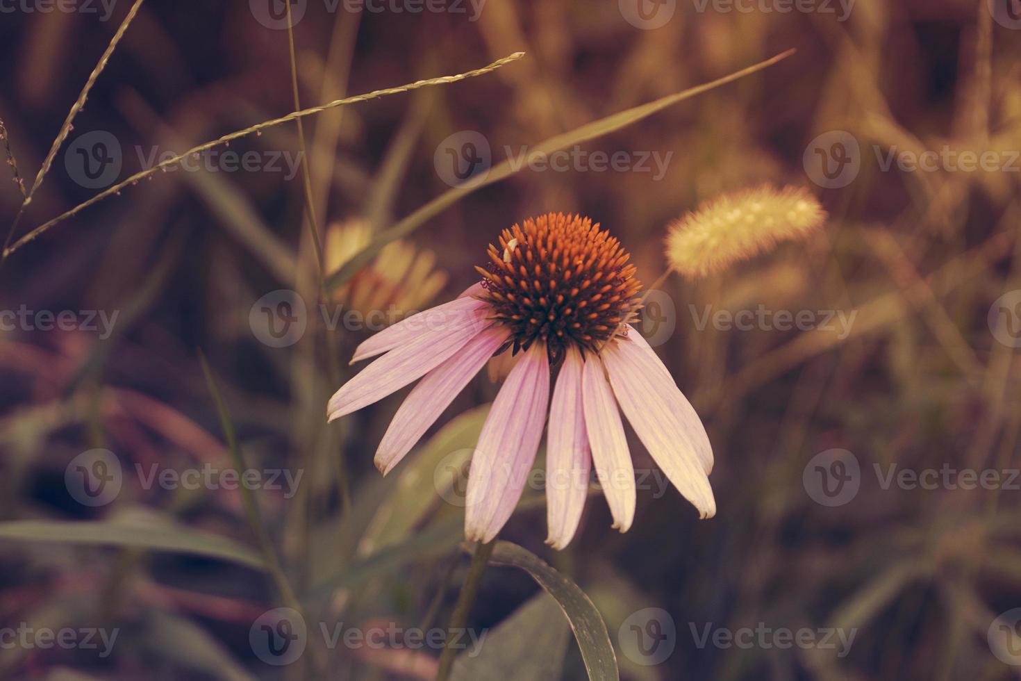 as belas flores e a natureza foto