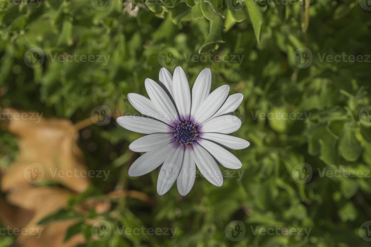 as belas flores e a natureza foto