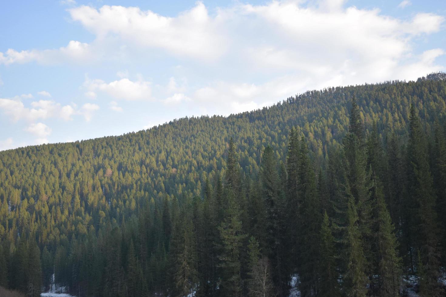 a natureza da Sibéria Oriental. taiga. território de krasnoyarsk foto