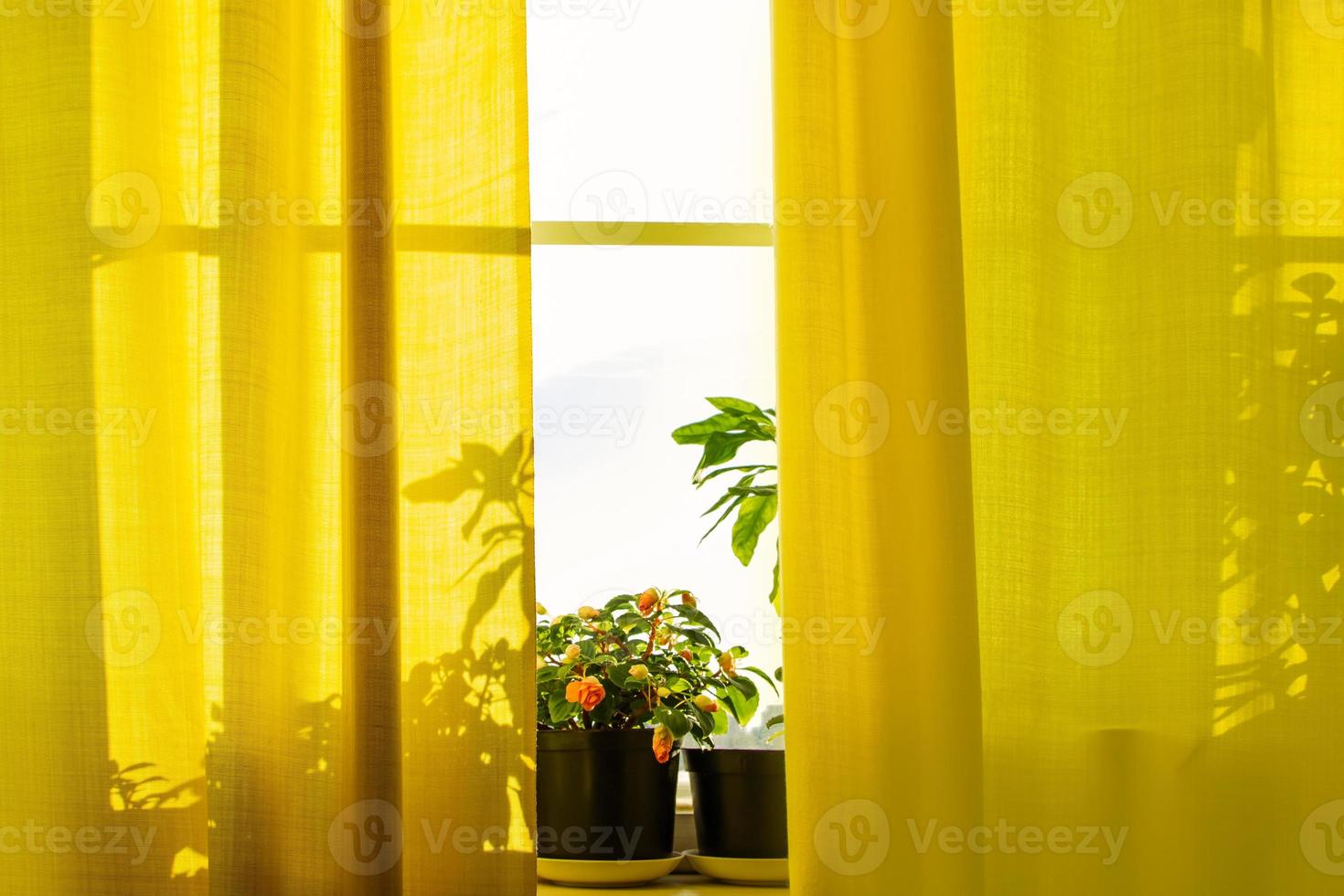 cultivo de plantas de casa em vasos. janela com cortinas amarelas e flores ao sol. foto