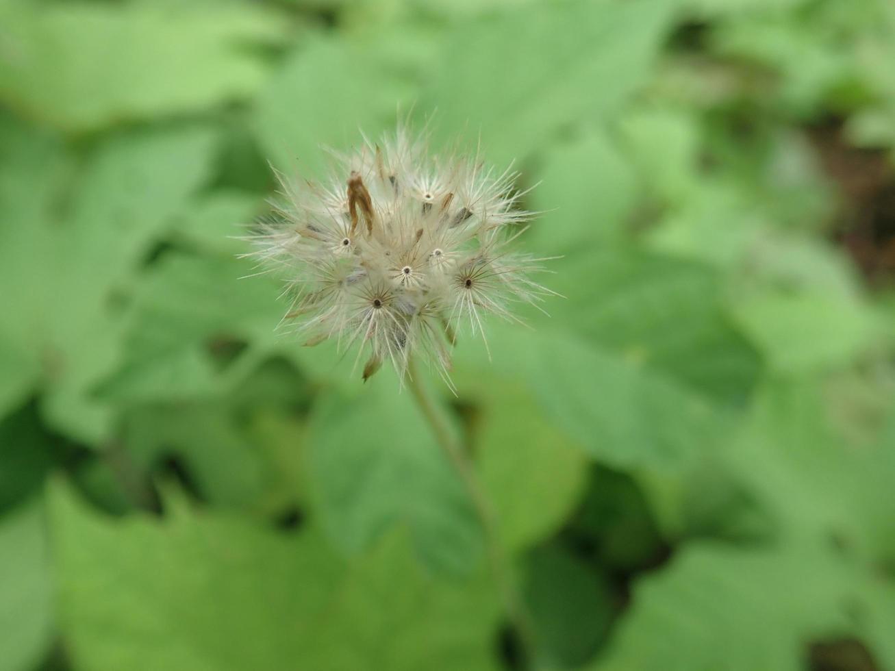 close-up macro residual semente de frutas tridax procumbens, comumente conhecido como coatbuttons ou tridax margarida ou gletang foto