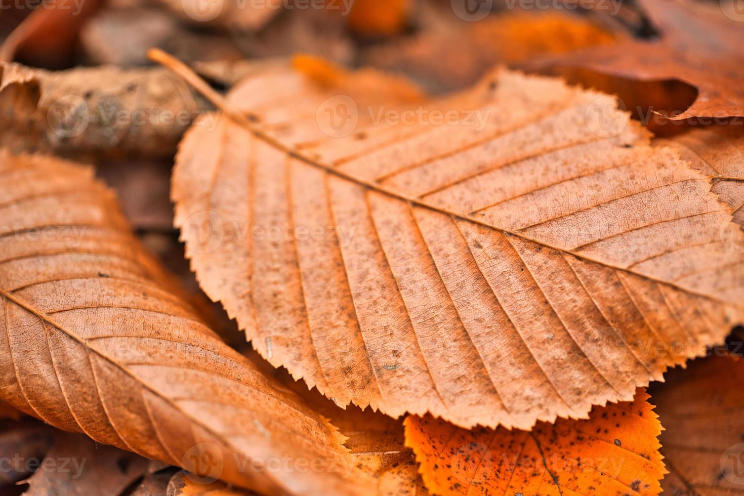 textura de folha seca e fundo de natureza. superfície do material de folhas marrons, closeup com cena desfocada foto