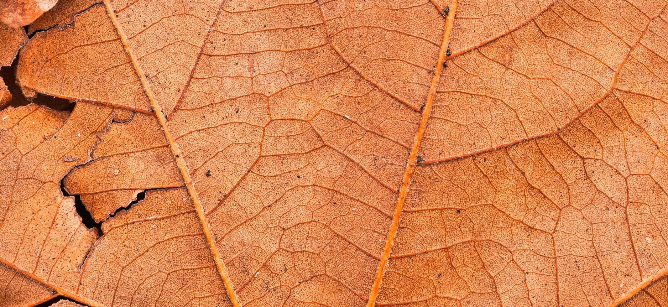 textura de folha seca e fundo de natureza. superfície do padrão de textura natural de folhas marrons. foto