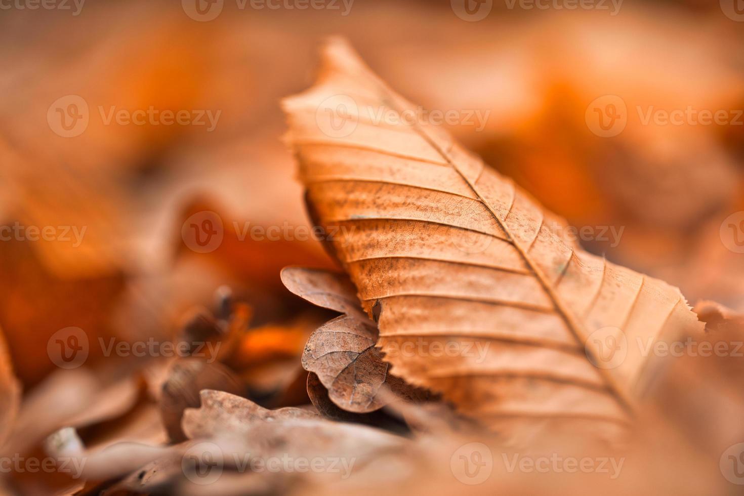 textura de folha seca e fundo de natureza. superfície do material de folhas marrons, closeup com cena desfocada foto