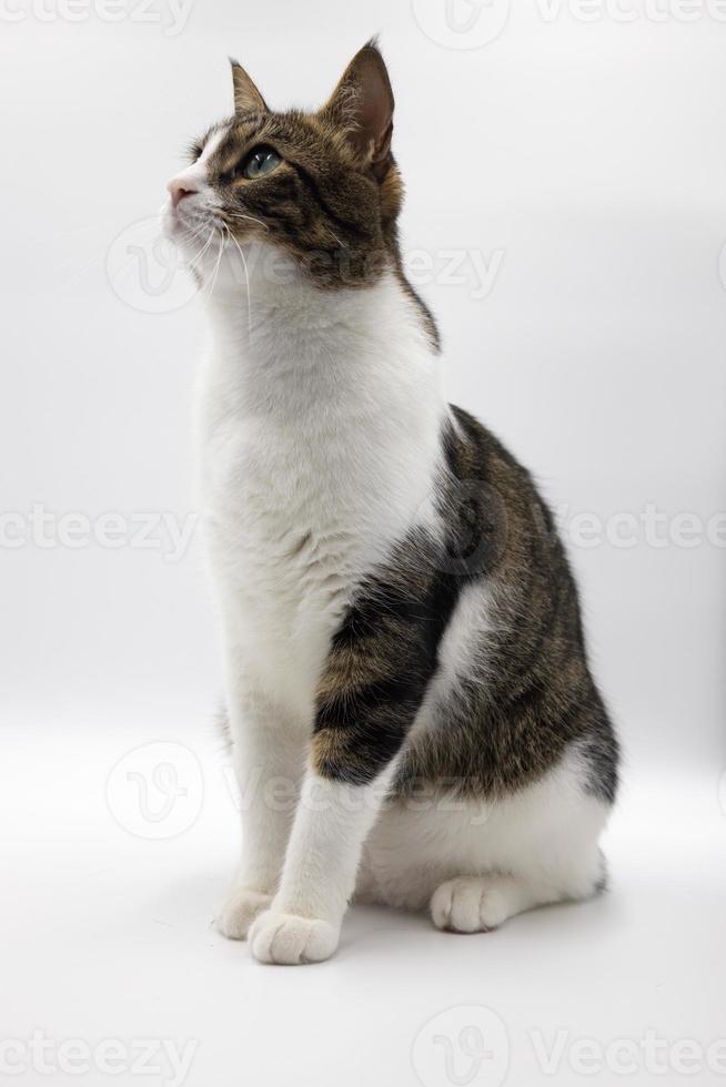 gato malhado bonito na sessão de background.studio branco, bom para design ou publicidade. foto