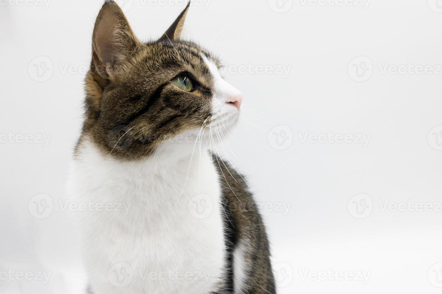 gato malhado bonito na sessão de background.studio branco, bom para design ou publicidade. foto