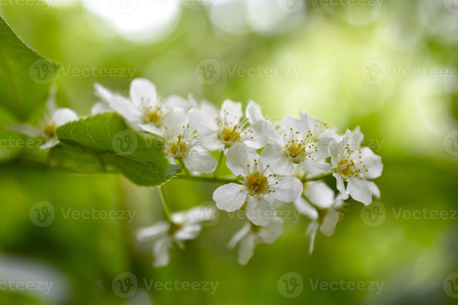 flores brancas do comum chrem prunus padus ou raceme de cereja de pássaro foto