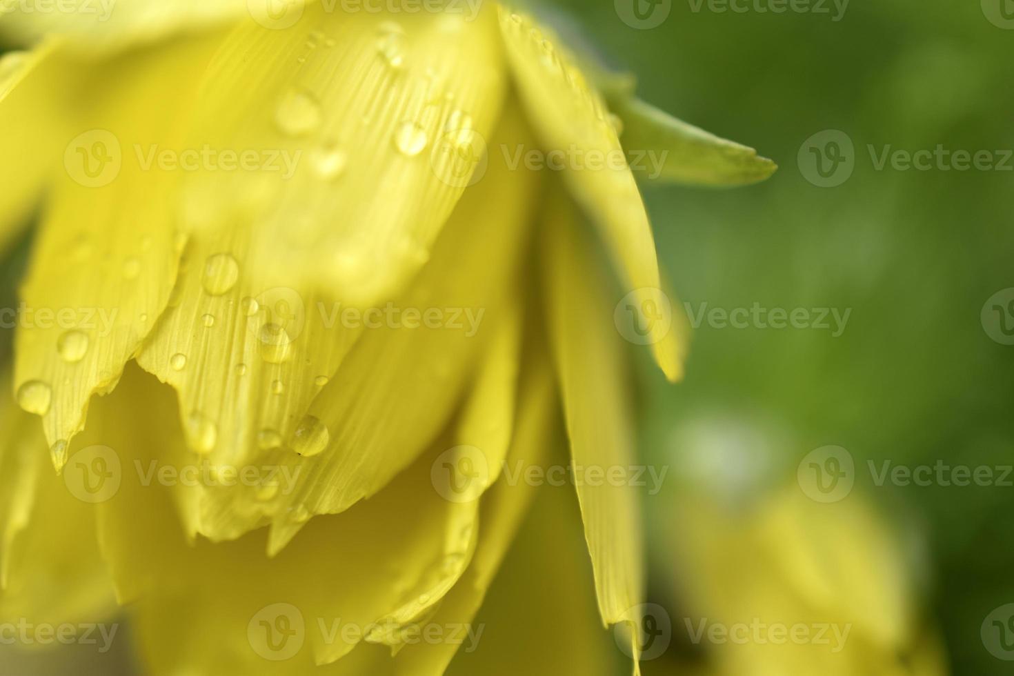 uma planta herbácea perene, uma espécie do gênero adonis da família do botão de ouro. foto