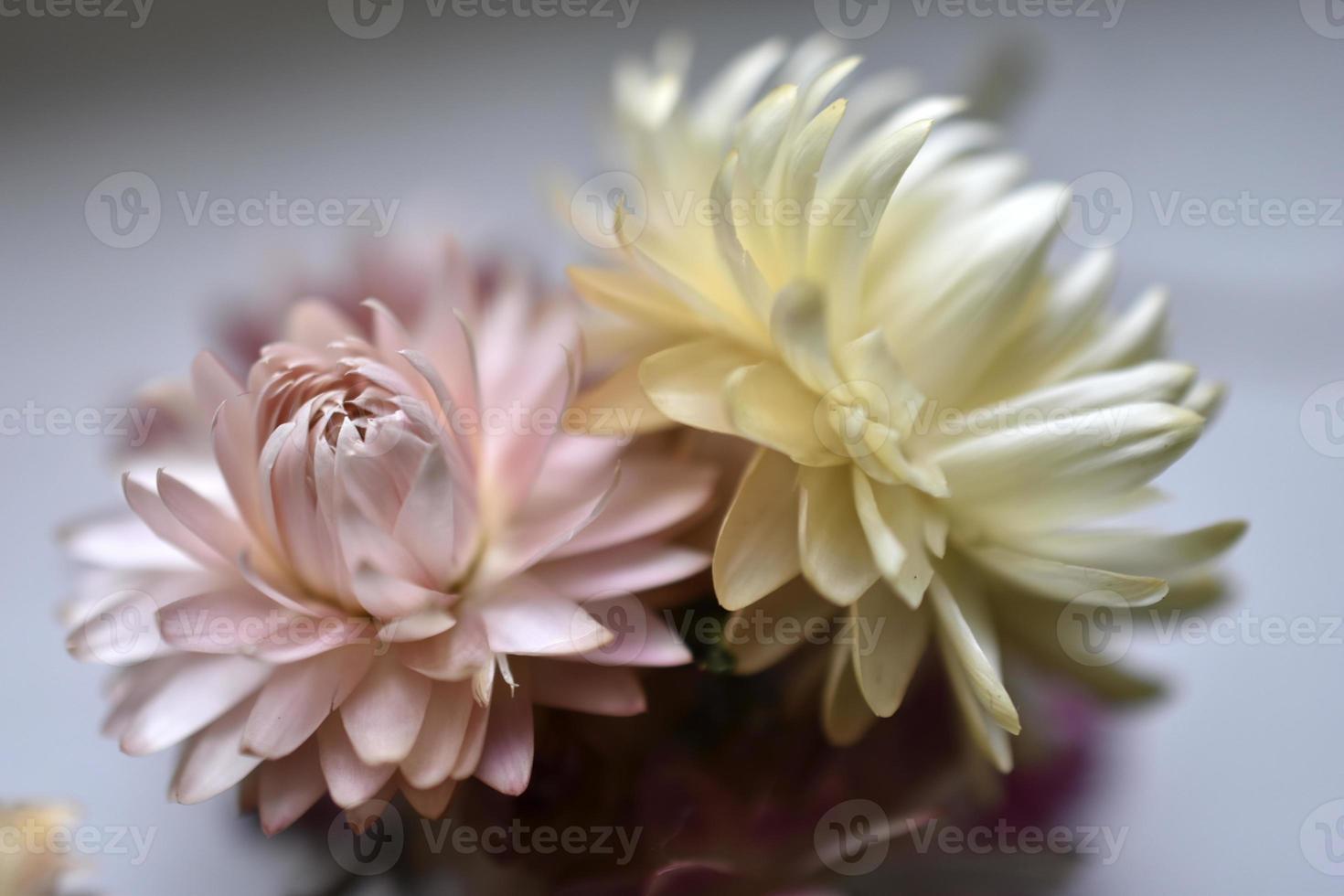 flores secas de ásteres amarelos e vermelhos. herbário na mesa. foto