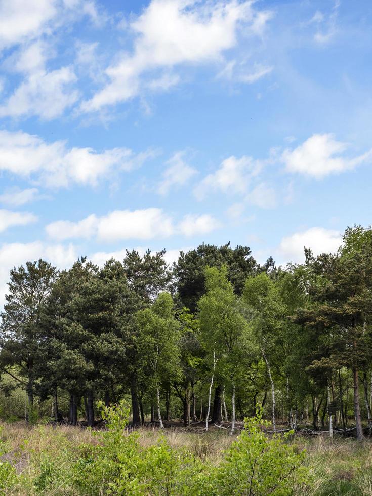 céu azul acima de árvores verdes em skipwith common, North Yorkshire, Inglaterra foto