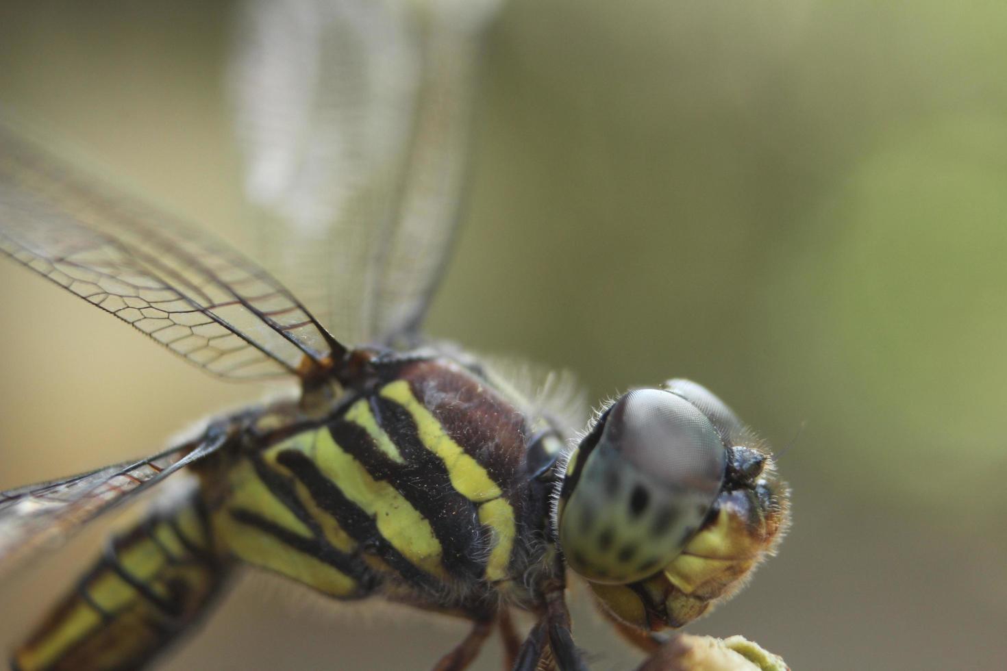 macro foto libélula potamarcha congênere