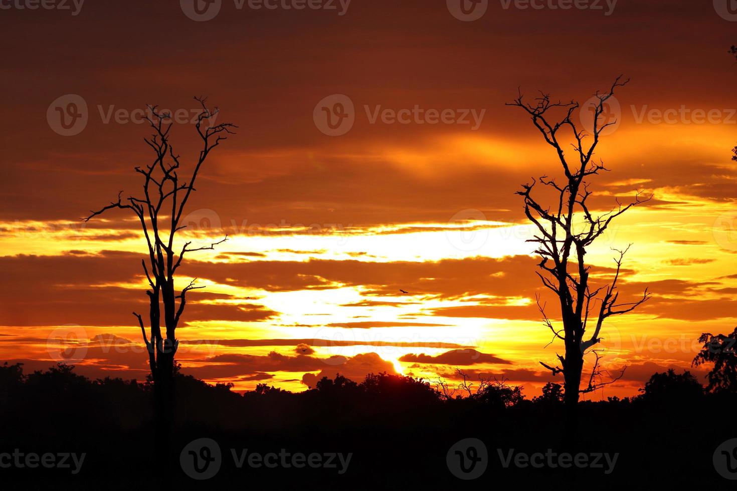 pôr do sol de silhueta de árvore morta foto