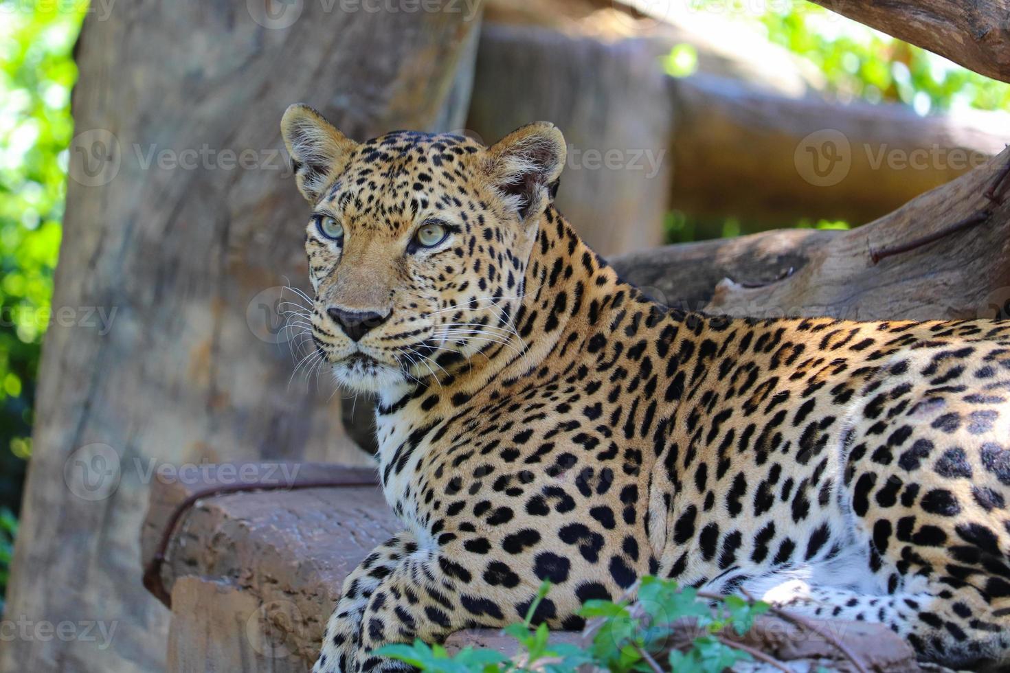 leopardo colocando animal safári vida selvagem foto