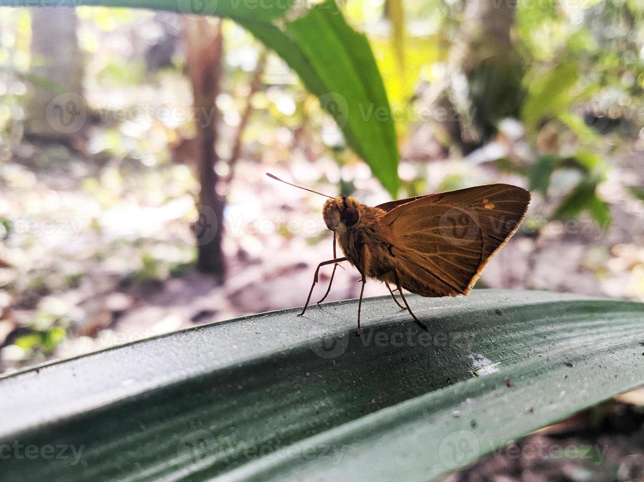 borboleta de lagarta de rolamento de folha de bananeira marrom está na folha foto