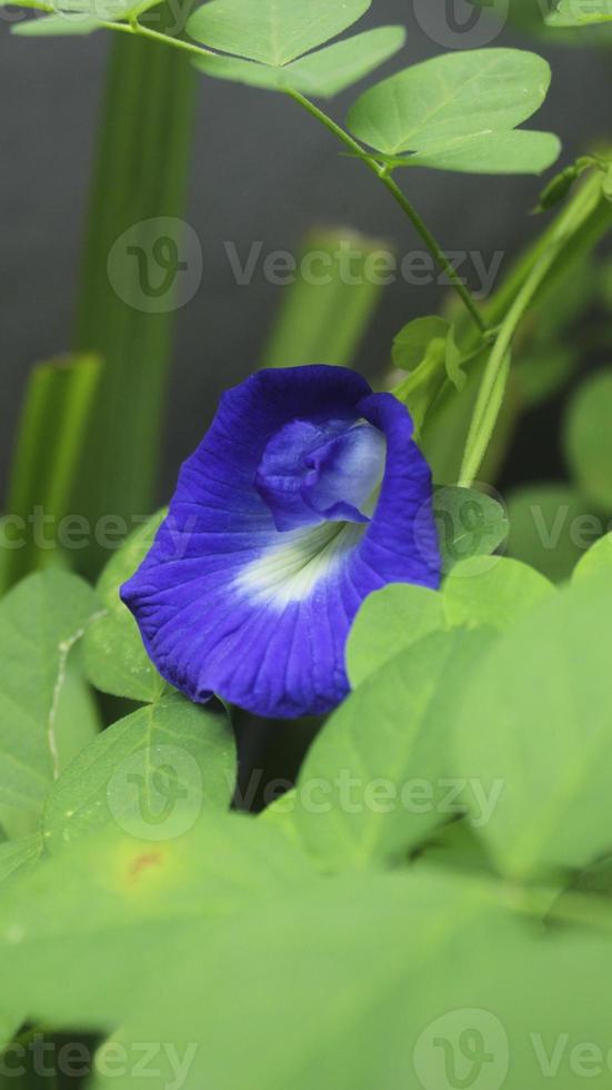 foto de close-up de uma cabeça de galinha emplumada marrom