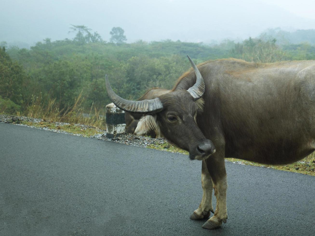 búfalo tailandês na natureza foto