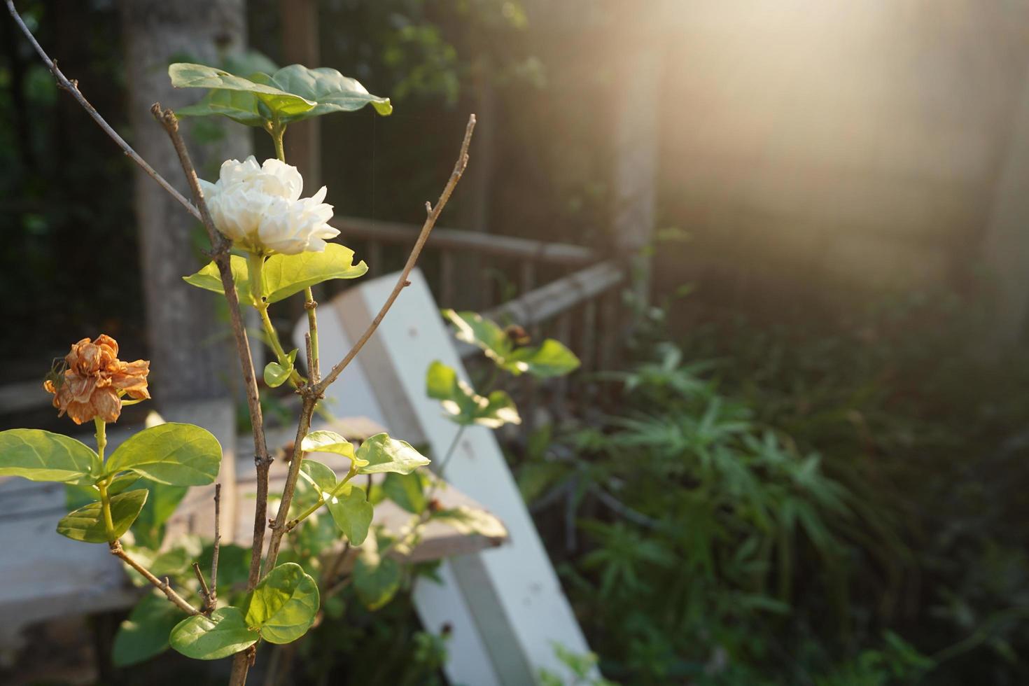 jasmim branco com pôr do sol foto