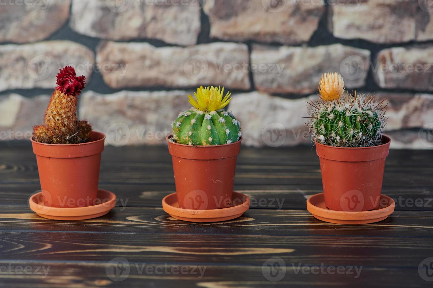 três cactos florescendo em vasos de plantas laranja na superfície de madeira em frente a uma parede foto