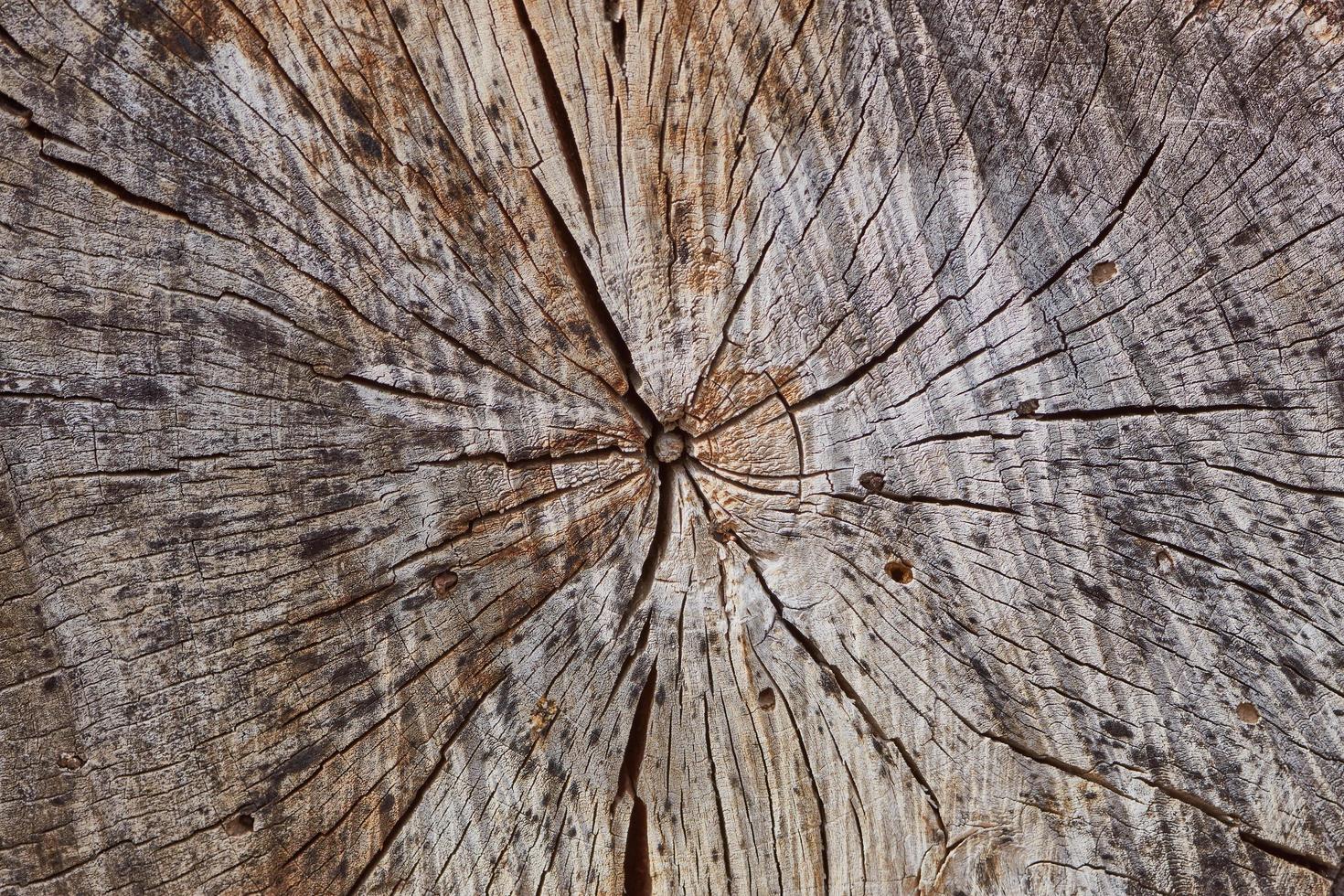 foto macro, seção transversal de um tronco, fundo de madeira
