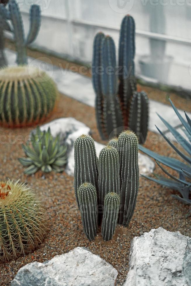 cacto close-up na areia no jardim de cactos foto