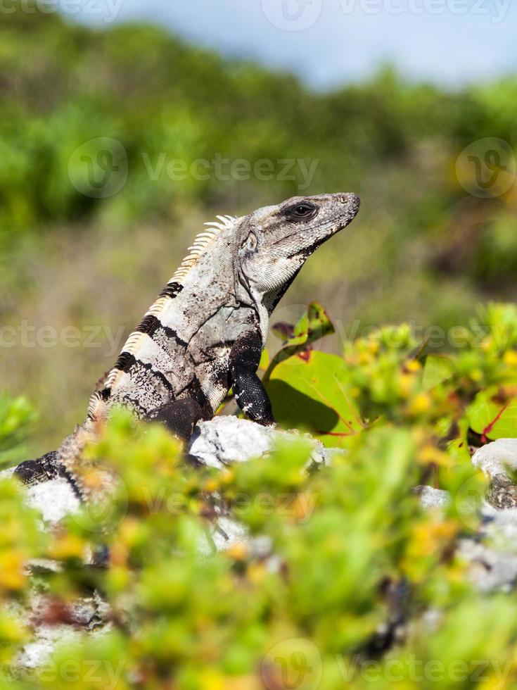 retrato de uma iguana grande foto