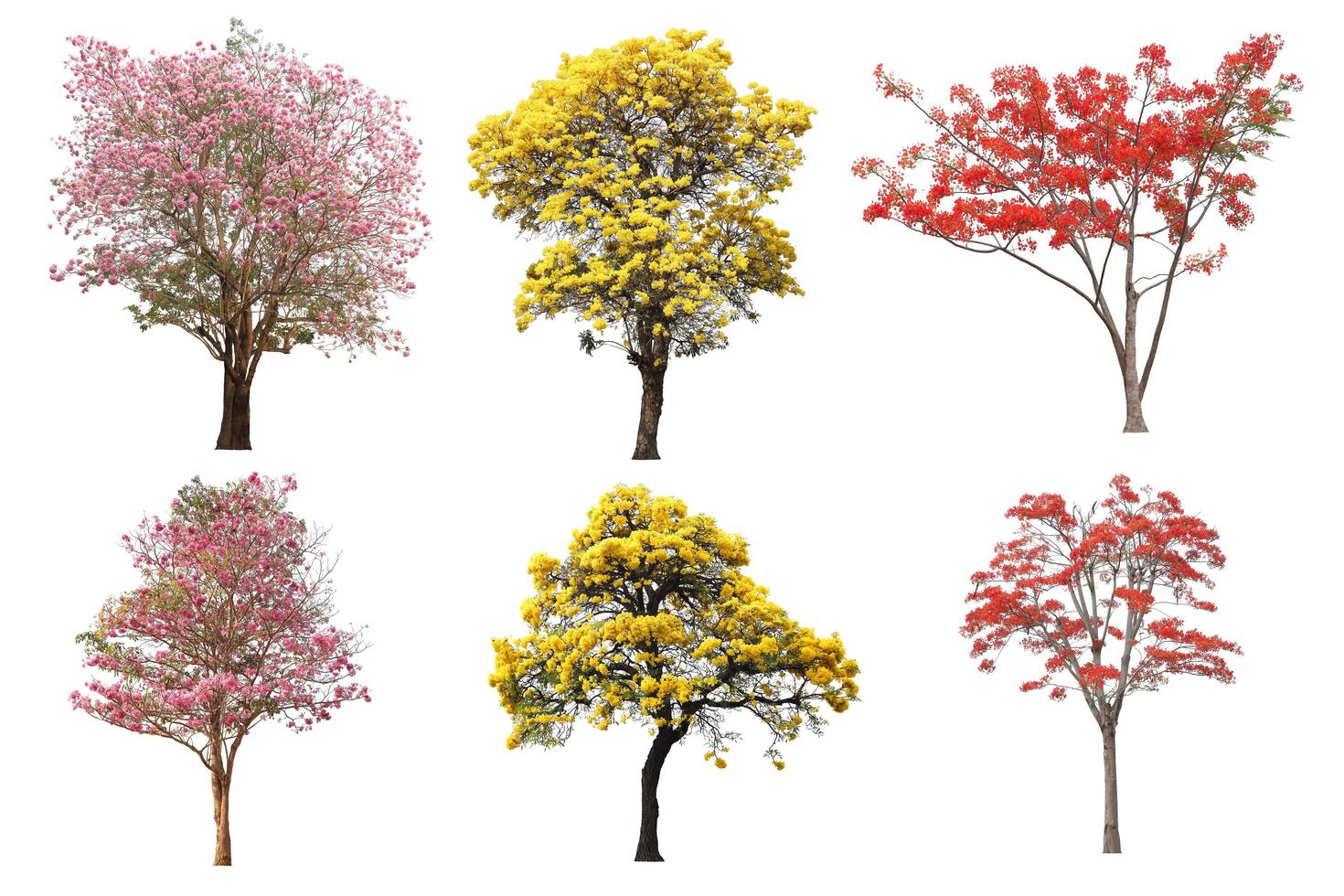 o conjunto de coleção de árvores de flores amarelas, rosa e vermelhas isoladas na primavera e verão para fins de design foto