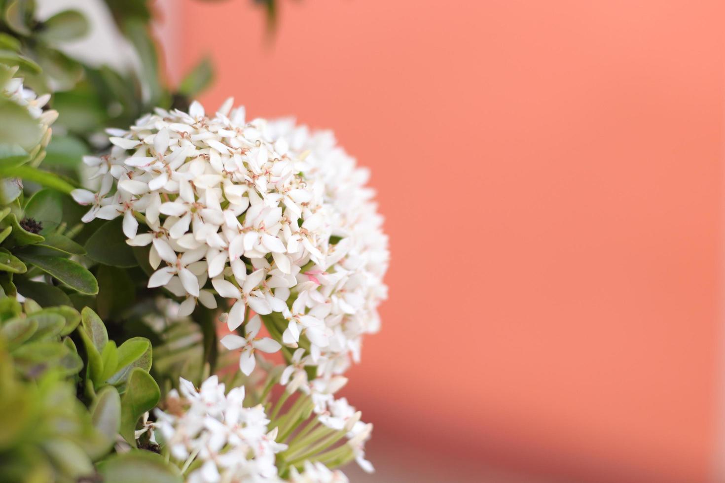 flor branca com fundo desfocado, fundo de flores foto
