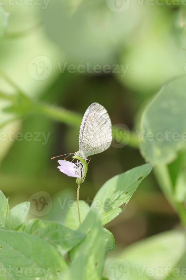 borboleta branca na flor. foto