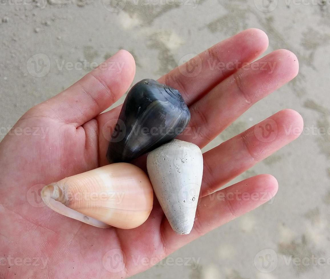 três caracóis do mar com cores diferentes foto